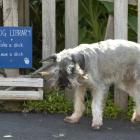 Local branch enthusiast Archie Haddow selects a stick from the Dog Library in Leven St, Roslyn....