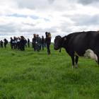 A cow from the fodder beet herd at Southern Dairy Hub joins about 50 people at a field day in...