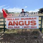 Angus New Zealand vice president Mike Smith, of Queenstown, at Millah Murrah bull sale in...