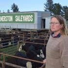 Palmerston Saleyards chairman Anita Vickers, of Palmerston, keeps the cattle flowing on sale day.