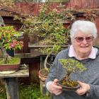 Otago Bonsai Society committee member and bonsai expert Joy Morton holds a shohin Chinese elm...