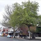 Large trees towering above George St outside the Lone Star restaurant yesterday are scheduled to...