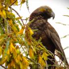 A kaka has taken up residence in Roxburgh. PHOTO: SUPPLIED / GAYLENE BENTLEY