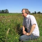 Clutha Agricultural Development Board project manager Malcolm Deverson works on green thistle...