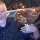 Pieter Bloem holds one of the thousands of laying hens he is trying to rehome before the end of...