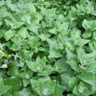 New Zealand spinach (Tetragonia tetragonioides) grows well in dry summers. PHOTO: GILLIAN VINE
