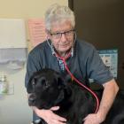 Dunedin vet John Keenan listens to Labrador-cross Murph’s heart at the Mornington Veterinary...