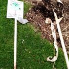 McQuarrie Park Community Orchard in Invercargill was again vandalised over the weekend....