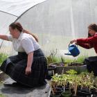 Kaikorai Valley College pupils Janelle Martin (left) and Grace Shemely (both 13) water plants in...