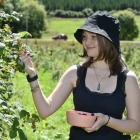 Dunedin’s Jessica Beaumont-Clark (17) picks some raspberries off a bush at Outram yesterday....