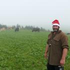 Windy Ridge Farm owner Andrew Moir shares a little festive cheer with his boutique herd in their...