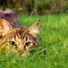 Most submitters in Buller want the number of cats further limited in urban areas - from four...