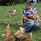 Dunedin vet nurse Katie Prasad sits with Penny and some of the other 4000 chickens she helped...