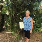 Holding her certificate and wearing the medal awarded for her work with old roses is Fran Rawling...