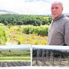 Sir Grahame Sydney looks out over wilding pines near his Cambrian home. Twenty years ago there...