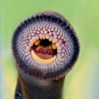 Mouth of an adult kanakana showing its jawless, sucker mouth. Photo credit: Jonah Yick