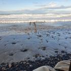 The debated remnants of the St Clair groynes poke out of the beach, as seen in June. PHOTO: JULES...