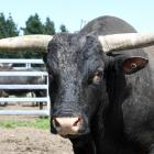 In the pen with bucking bull Stumpy High is bull breeder Dan Nichol in Clarks Junction yesterday....