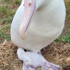 The recently hatched, as yet un-named ‘‘royal-cam’’ chick stays warm under its mother at the...