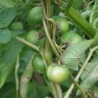 Potato "apples" are poisonous. PHOTOS: GILLIAN VINE
