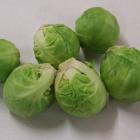 Ideally, Brussels sprout seedlings should be planted by Christmas. 