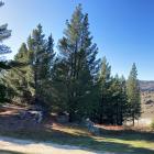 Wilding pines on the Central Otago District Council-owned land that were on the Half Mile near...