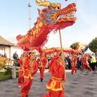 A dragon makes its way into Lan Yuan Dunedin Chinese Garden as part of the Chinese New Year...