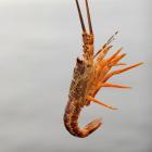 A small rock lobster is thrown back as the industry is now concerned marine heatwaves are...