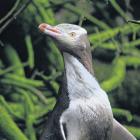 Yellow-eyed penguins are increasingly havinga blue cod-heavy diet, which scientists say is not...