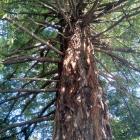 The redwood tree as seen from Idris Rd. Photo: Supplied