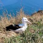 Northern royal albatross Moana has returned to Taiaroa Head just in time for her 7th "birthday"...