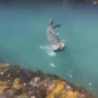 Paige, the Brighton sea lion, plays with a stolen shoe. PHOTO: SUPPLIED

