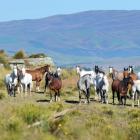 Who, us? The infamous Outlaw Broncs look like butter wouldn’t melt in their mouths, as they relax...