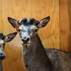Stag 905 (right) sold for the top price of $42,000 at the Brock Deer 22nd 
...