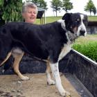 Wendy MacLeod pats heading dog Neave, who was a regular winner at the club trials. PHOTOS: SHAWN...