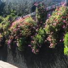 A concrete retaining wall is softened by clever planting.