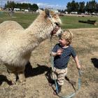 Harrison Canning (3), of Ranfurly, finds Penny the alpaca a little too affectionate at the...
