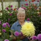 National Dahlia Society of New Zealand secretary Jeanette Cuthbertson is ready for the show in...