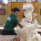 Joel Henare, of Gisborne, blends his second shear on the way to a 13th New Zealand Woolhandler of...
