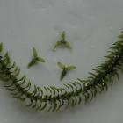 Elodea canadensis, an oxygen weed plant, has been found in a new location at Anzac Peninsula,...