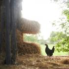 Just like hens in our home garden, which turn straw into fertile mulch that can help nourish our...