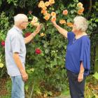 George and Isabel Cooper entered their rose blooms into Southbridge’s 120th flower show. Photo:...