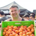 Roxburgh orchardist Simon Donaldson with the Nzsummer2 apricots for sale at the Otago Farmers...