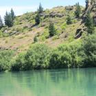 Funding cuts means the control of wilding pines, such as these above the Clutha River, could be...