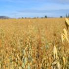 A trial oat crop in Chatton, near Gore. PHOTOS: SHAWN MCAVINUE