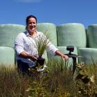 Oakwood Hills owner Sandra Campbell inspects a ribbonwood in her nursery in South Otago. PHOTO:...