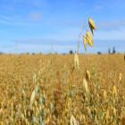 Oats grow in a paddock in Chatton near Gore.