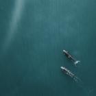 A southern right whale mother and calf. Photo: Getty Images