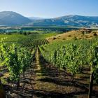 Recent hot conditions have resulted in a huge amount of early growth for Central Otago vineyards. 