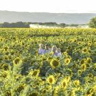 In a field of sunflowers last month are the McSkimming family (from left) Flynn (5), Robert, Anna...